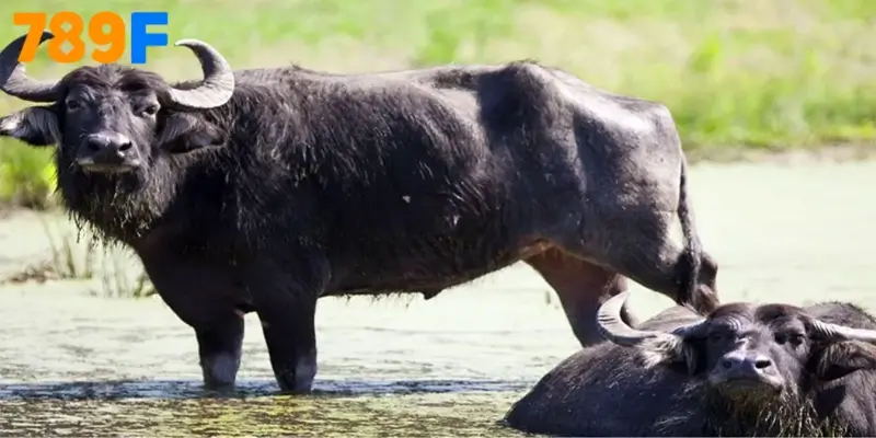 Giải Mã Hình Ảnh Trâu Đen Trong Giấc Mơ