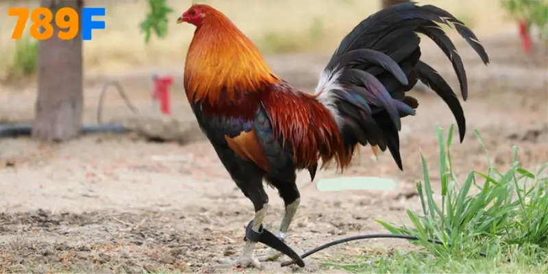 Giới sư kê nói gì về gà Roundhead?