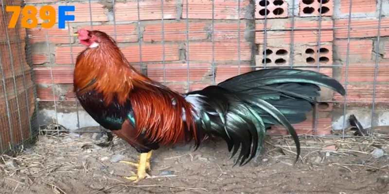 Lộ trình 21 ngày “lên form” cho Gà Sweater 