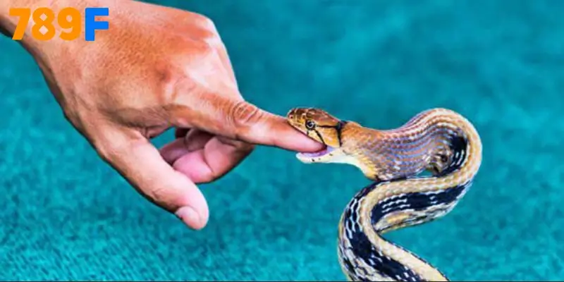 Nằm Mơ Thấy Rắn Cắn Vào Tay Đánh Số Gì Chuẩn Nhất 2025