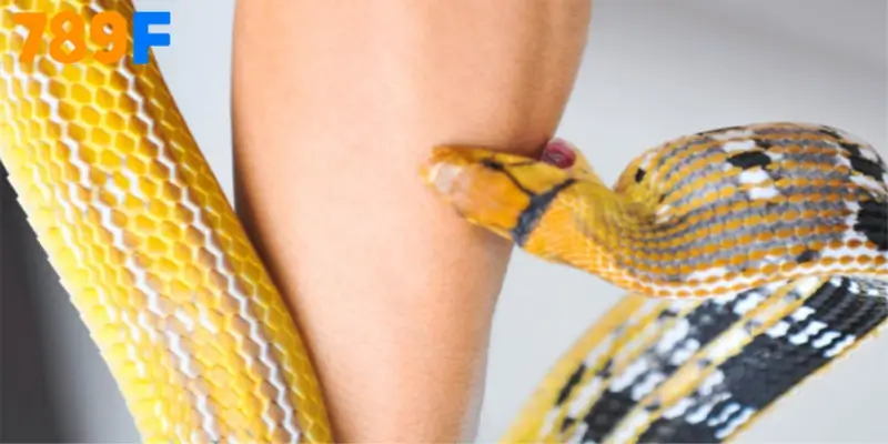 Nằm Mơ Thấy Rắn Cắn Vào Tay Đánh Số Gì Chuẩn?