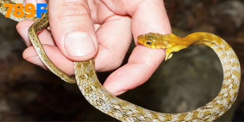 Nằm Mơ Thấy Rắn Cắn Vào Tay Trái – Con Số Của Sự Thay Đổi