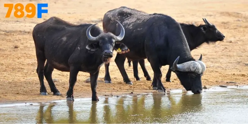 Nằm Mơ Thấy Trâu Đen Đánh Số 03 – 30 – 63