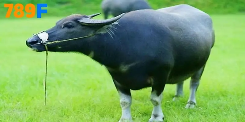 Nằm Mơ Thấy Trâu Đen Đánh Số Gì? Lời Giải Mộng Linh Thiêng