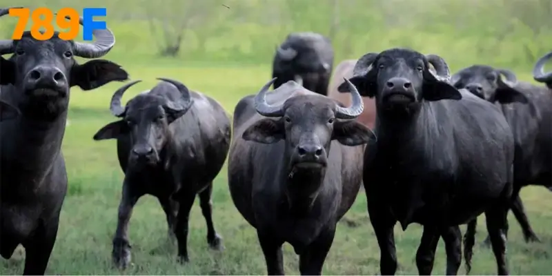 Nằm Mơ Thấy Trâu Đen Đánh Số Gì? Thử Ngay Tại 789F
