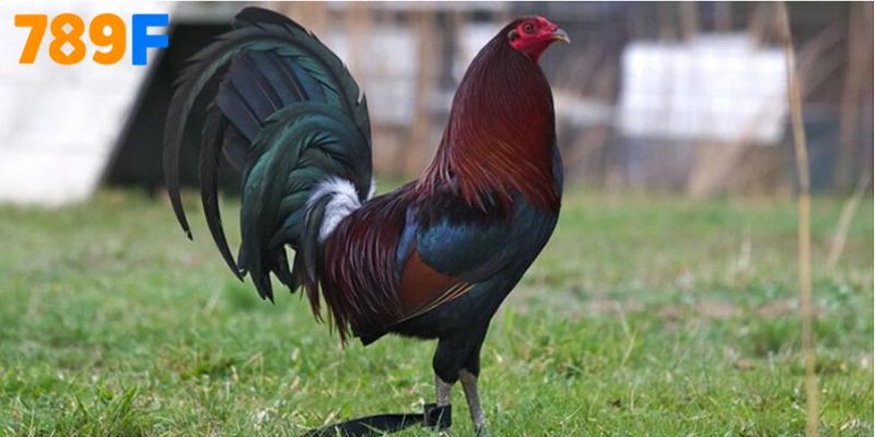 Những giống gà Roundhead phổ biến