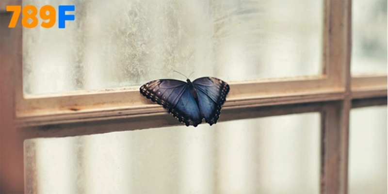 Ý Nghĩa Huyền Bí Khi Bướm Bay Vào Nhà